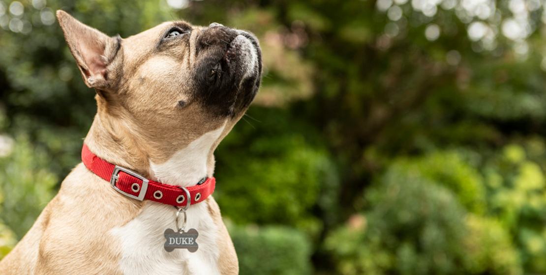 cane bulldog francese con collarino rosso e targhetta nome 