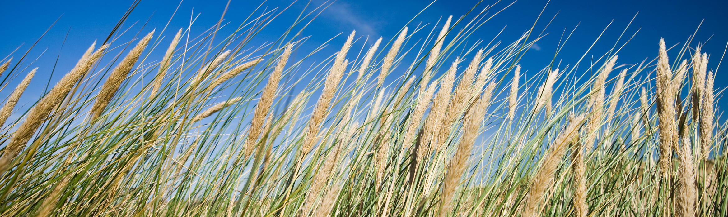 campo di spighe di grano
